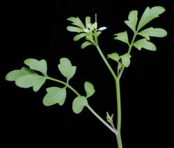 Cardamine occulta. Cauline leaves.
 Image: P.B. Heenan © Landcare Research 2019 CC BY 3.0 NZ